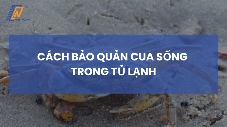 cách bảo quản cua sống trong tủ lạnh