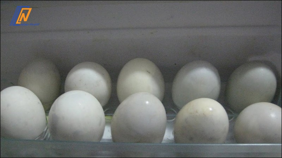trứng vịt lộn sống để tủ lạnh được bao lâu