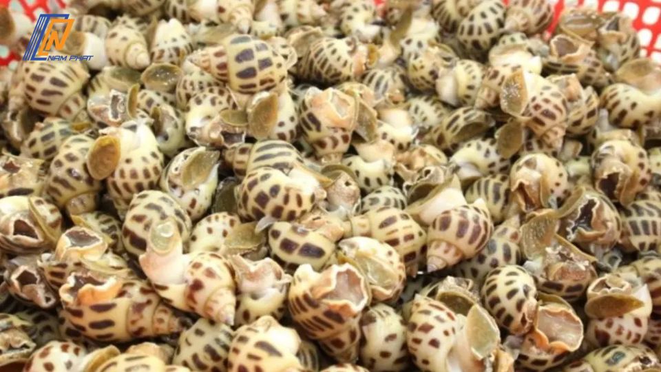 Cách bảo quản ốc trong tủ lạnh 