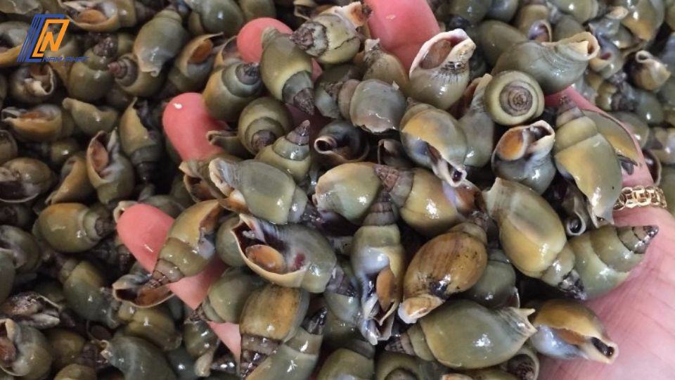 Cách bảo quản ốc trong tủ lạnh 